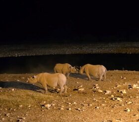 Hotel Review – Okaukuejo Camp, Etosha National Park